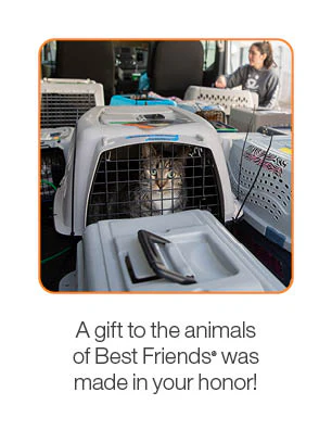 A Lifesaving Road Trip - Image 3