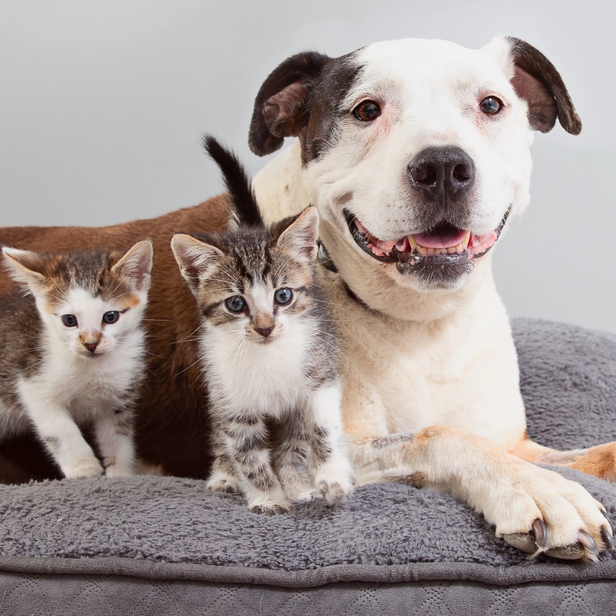 Adoption Donation - Pay it Forward
