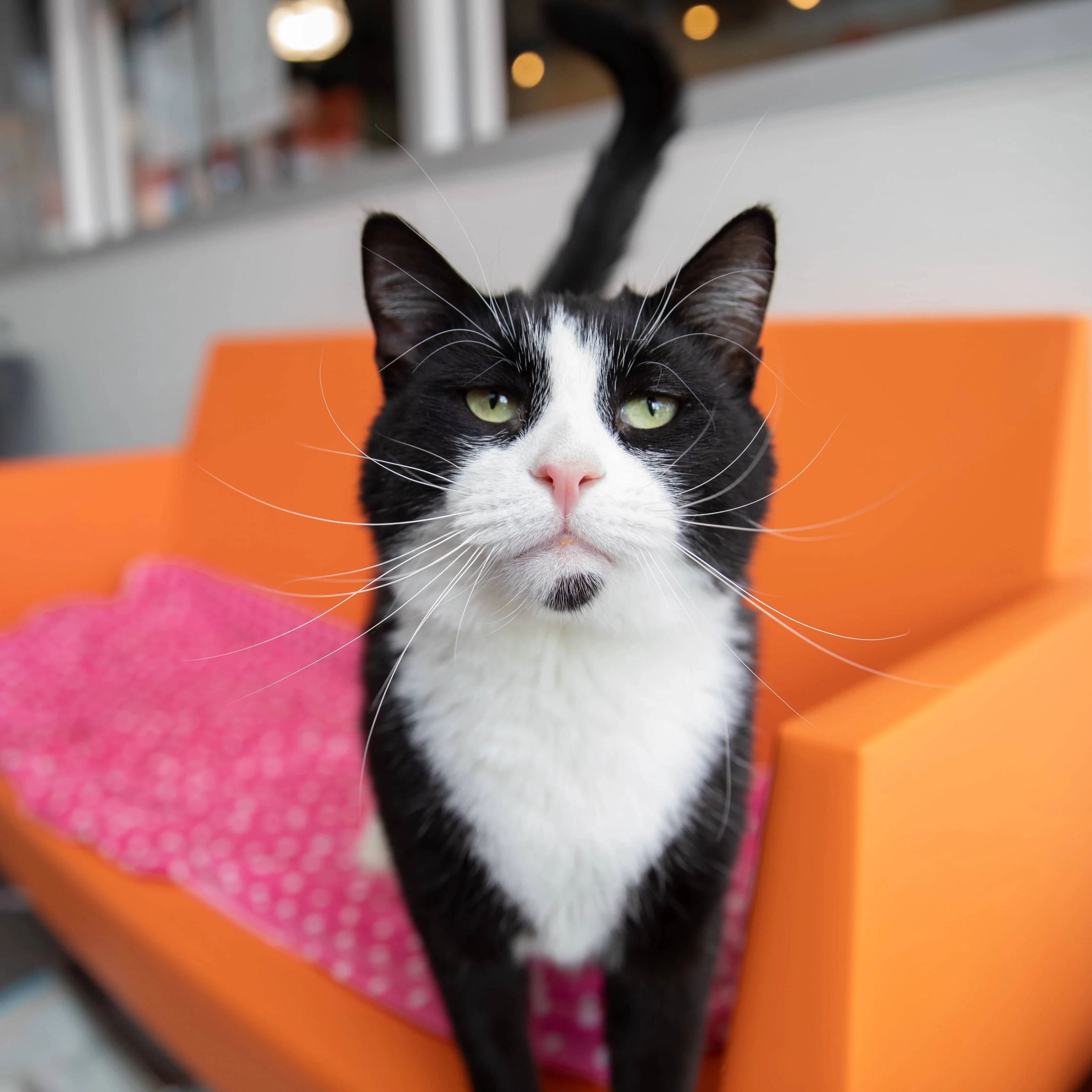 Adoption: Lifesaving Center - Image 4