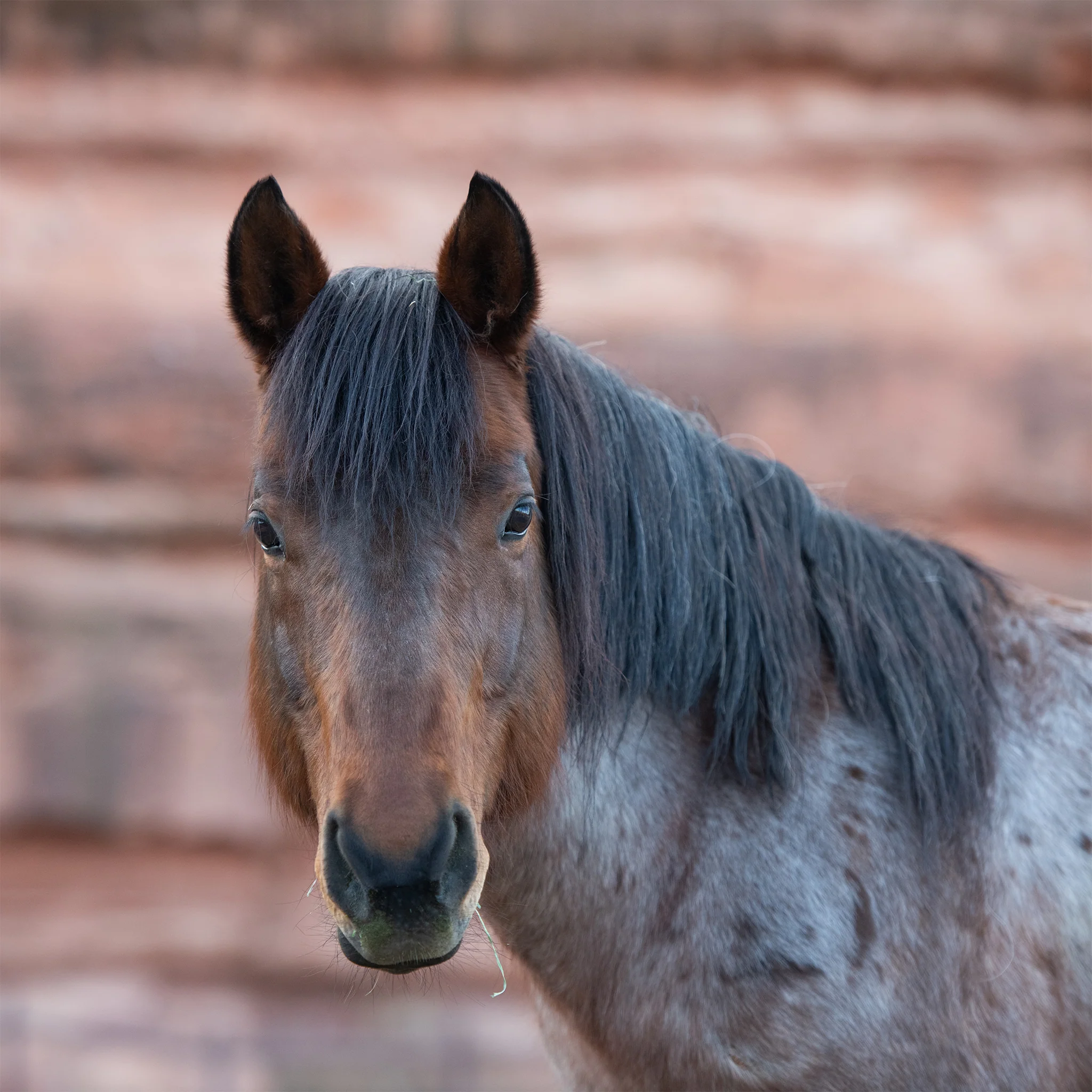 Sanctuary Adoption Fee - Image 10