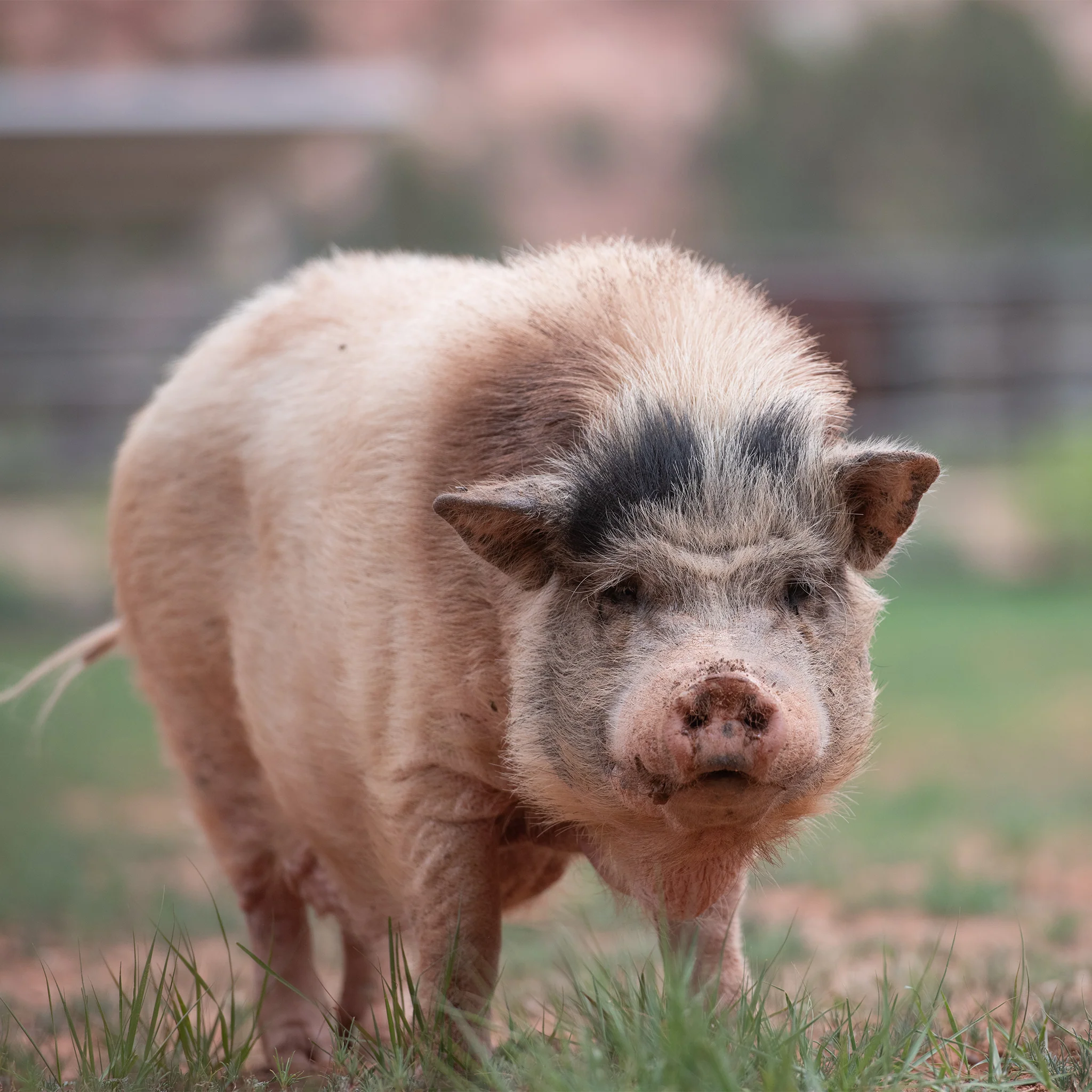 Sanctuary Adoption Fee - Image 11