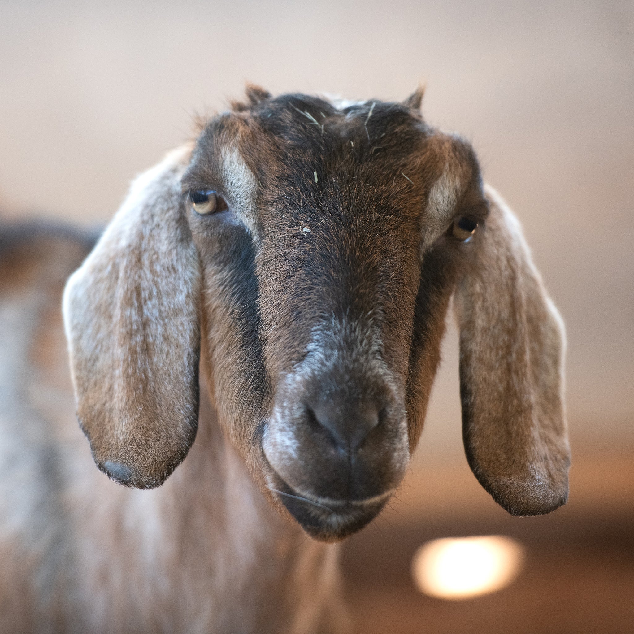 Sanctuary Adoption Fee - Image 12