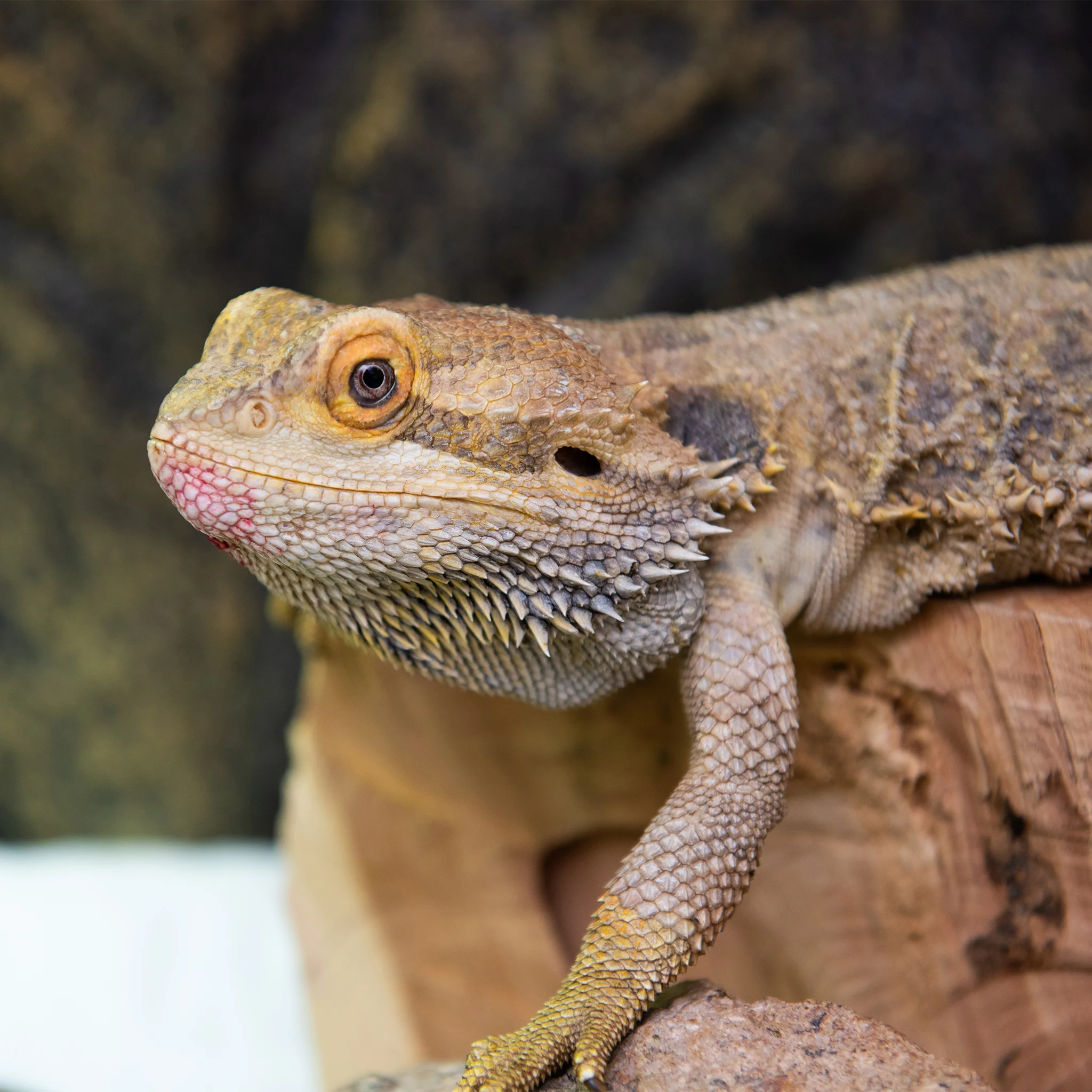 Sanctuary Adoption Fee - Image 13