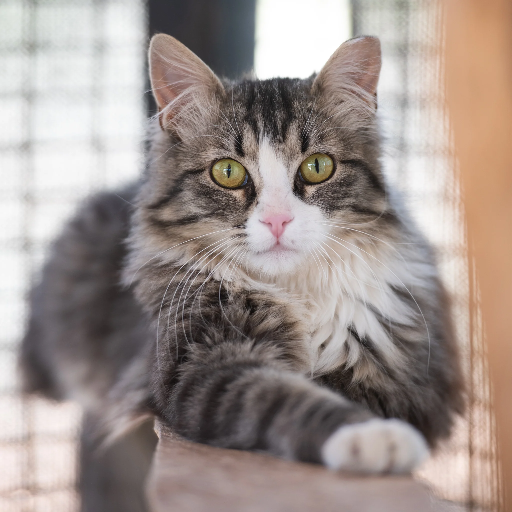 Sanctuary Adoption Fee - Image 3