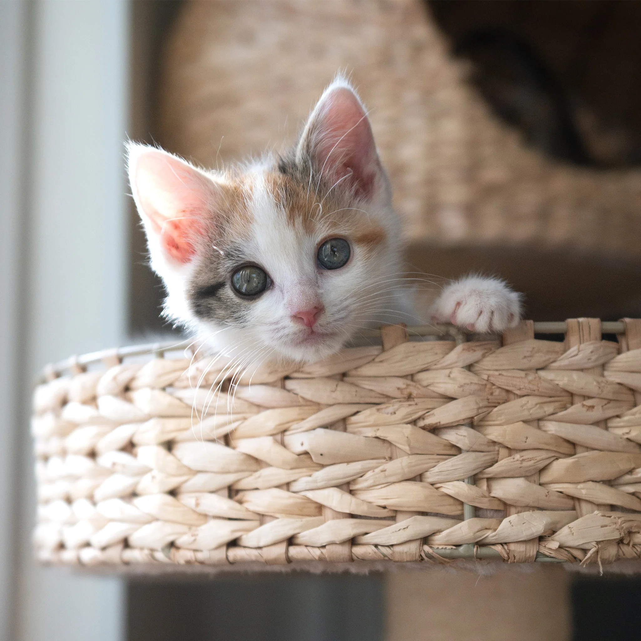 Sanctuary Adoption Fee - Image 4