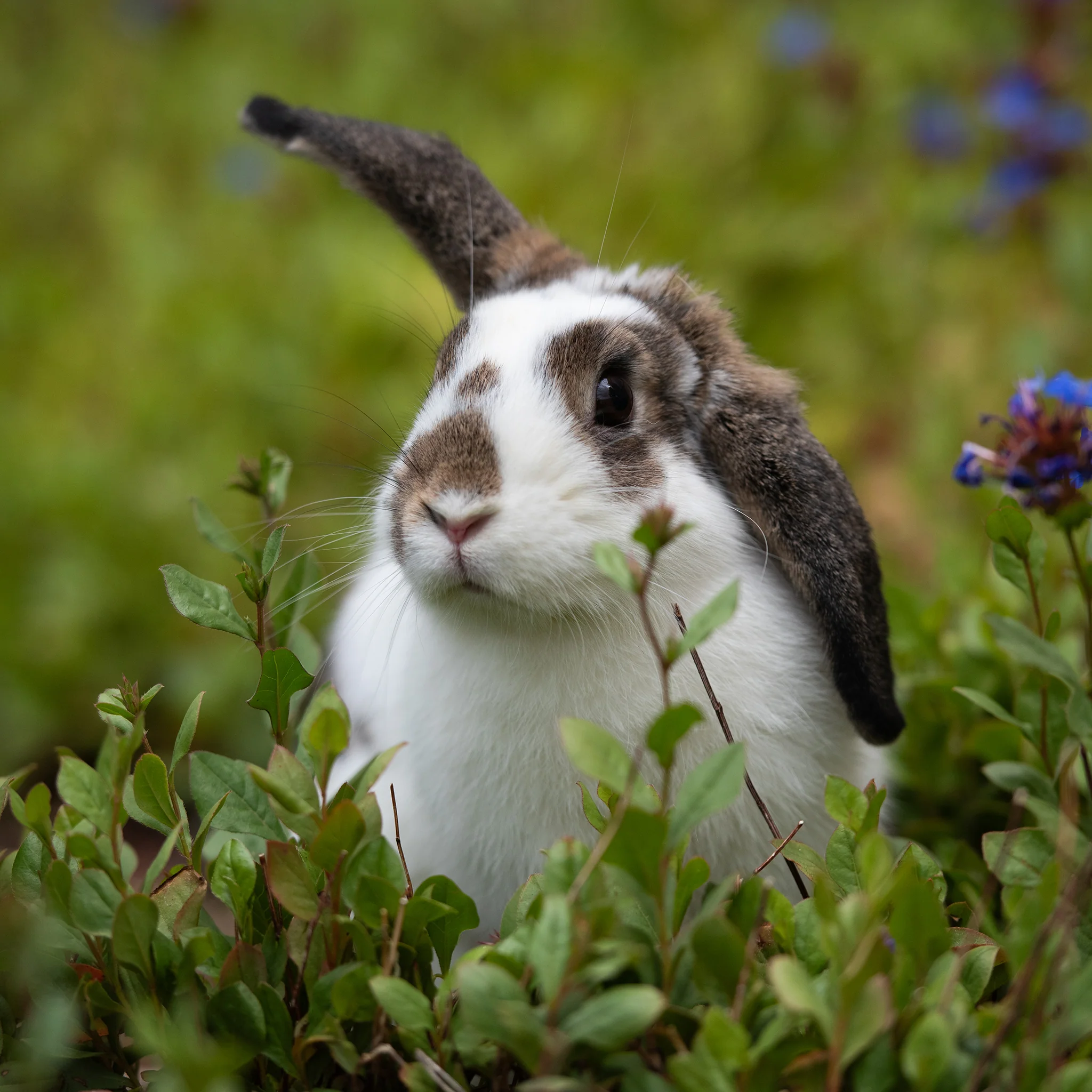 Sanctuary Adoption Fee - Image 5