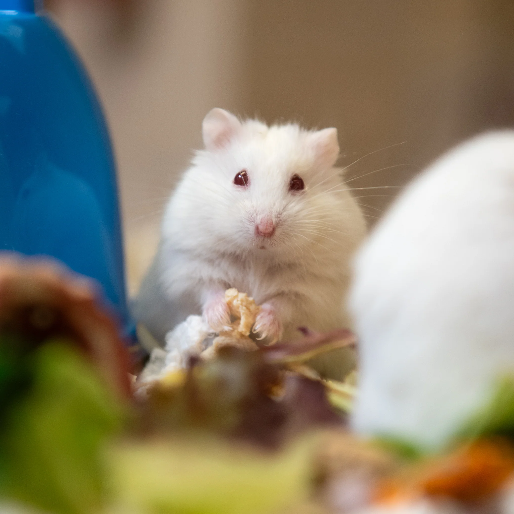 Sanctuary Adoption Fee - Image 6