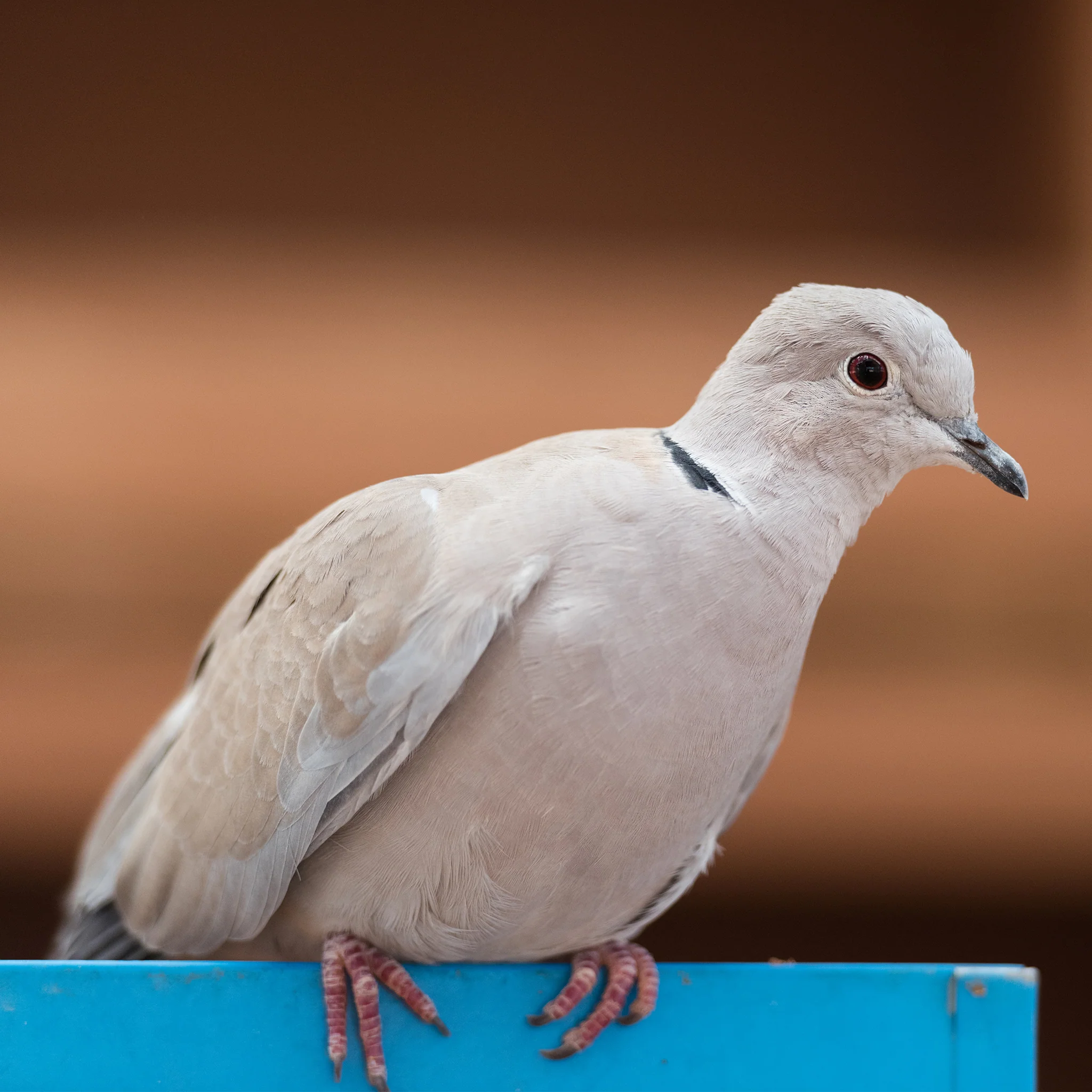 Sanctuary Adoption Fee - Image 9