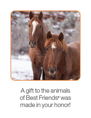 Barnyard Animal Care Package - Image 3