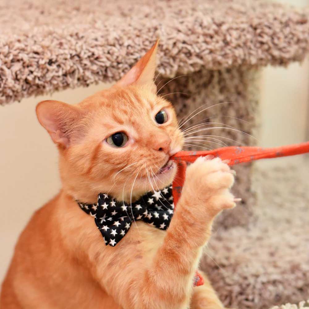 Best Friends Cat Wand - Image 10
