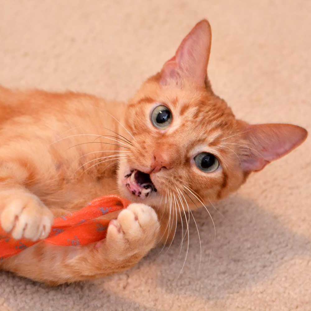 Best Friends Cat Wand - Image 8