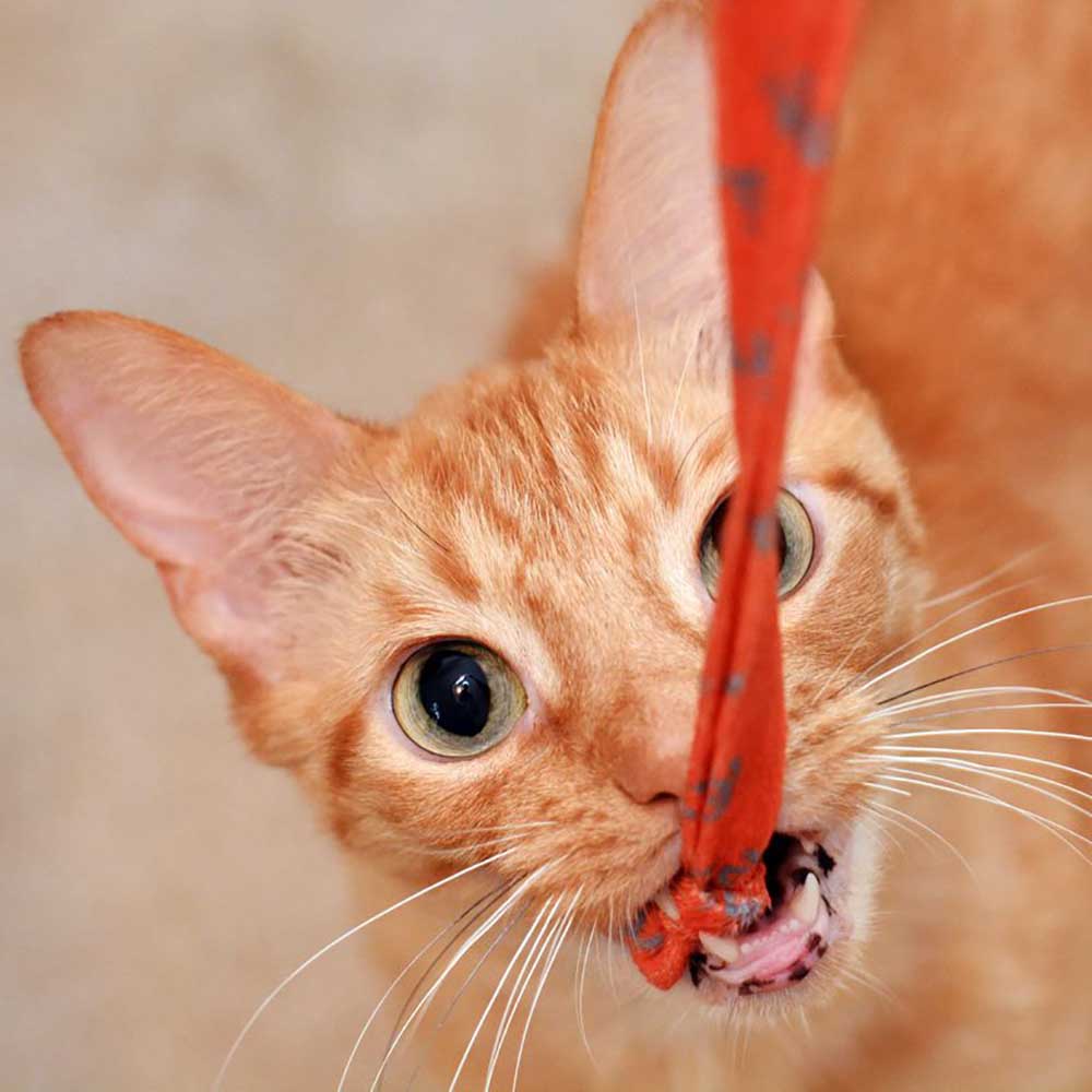Best Friends Cat Wand - Image 9