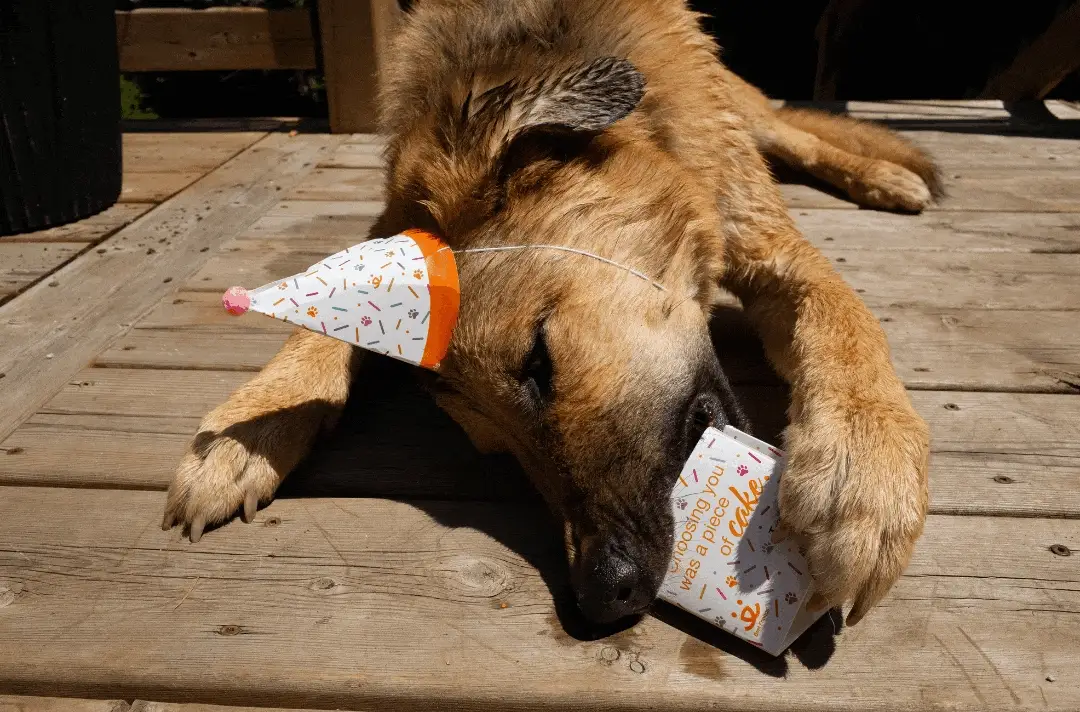 Pet Celebration Cake Kit - Image 3