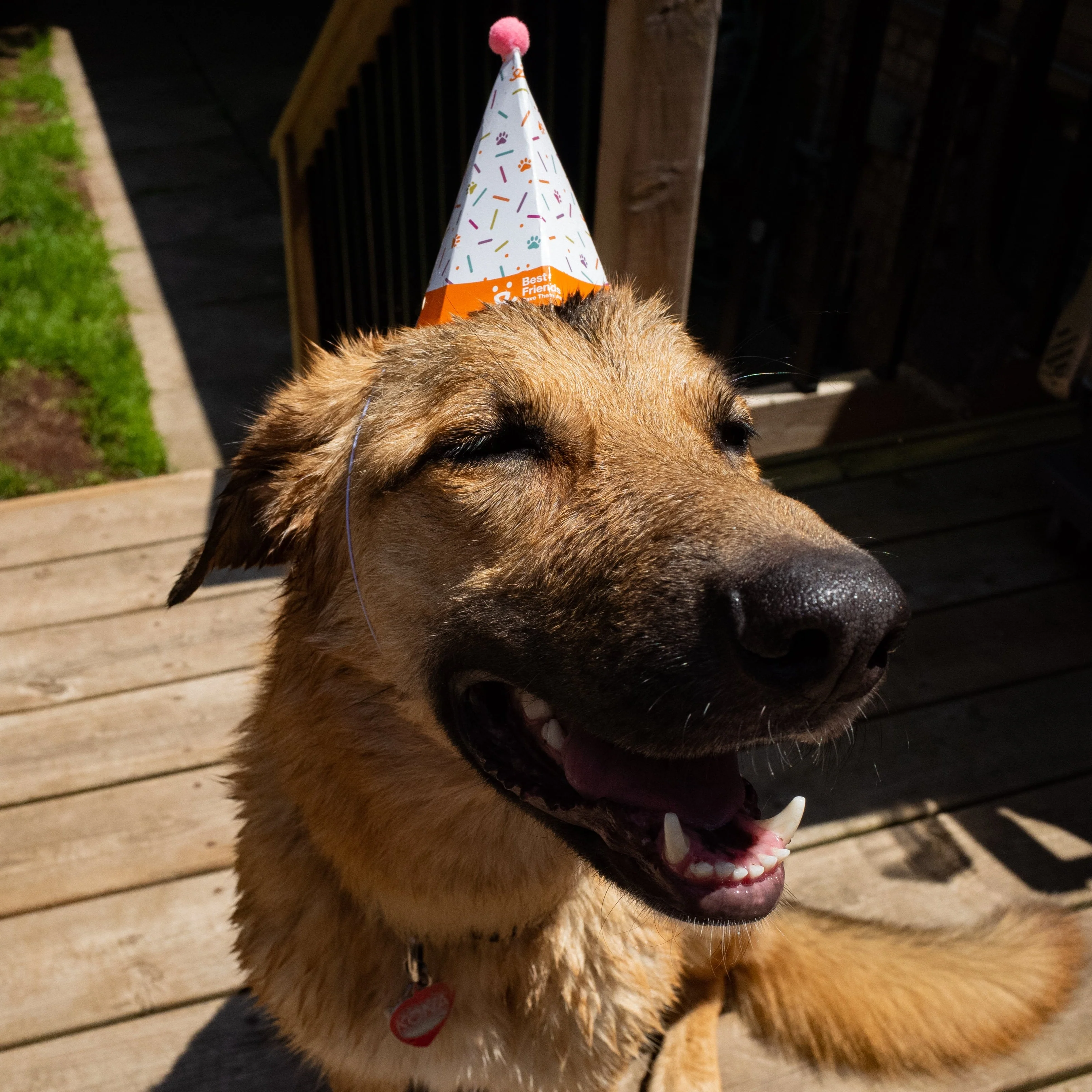 Pet Celebration Cake Kit - Image 5