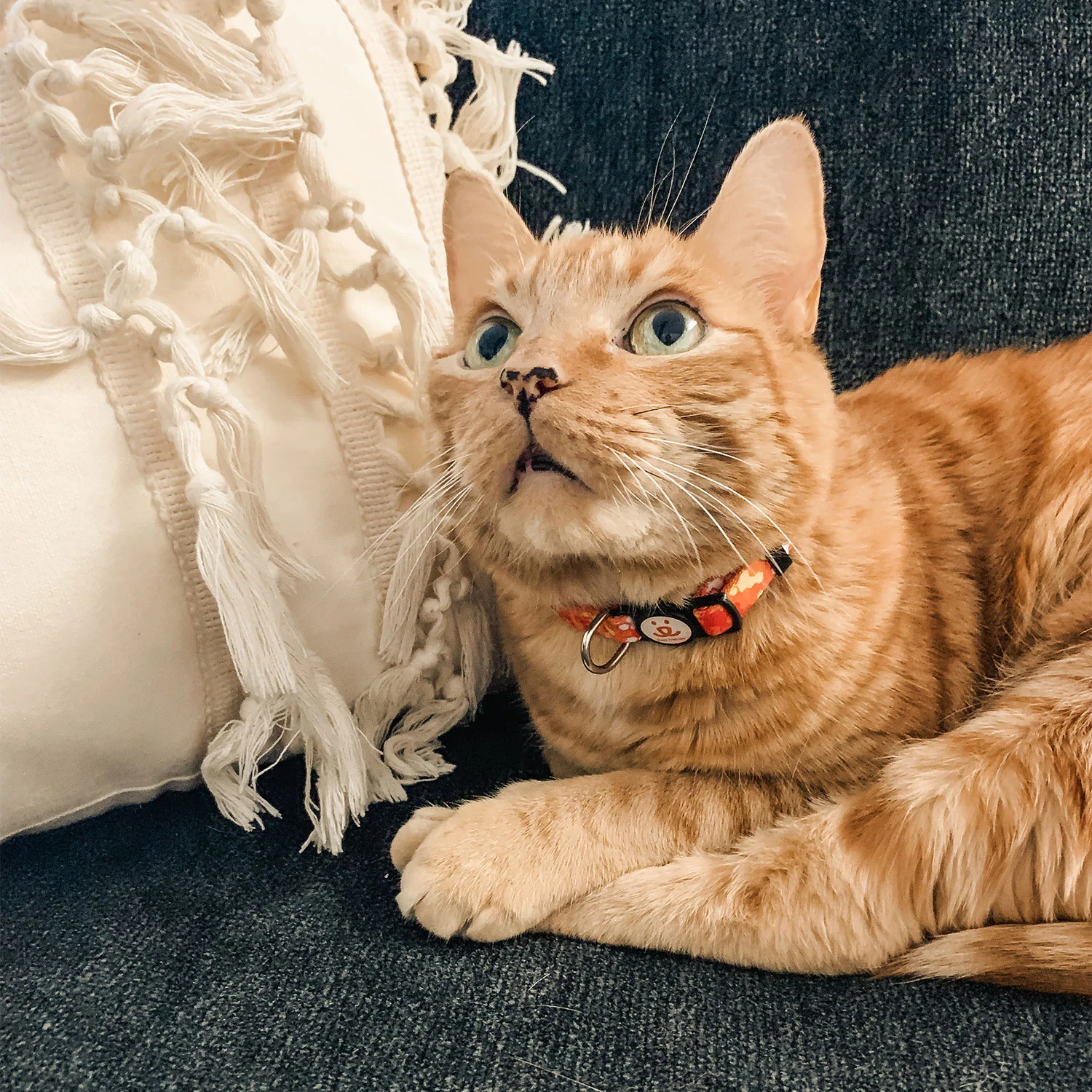 Adult Cat Collar - Image 8