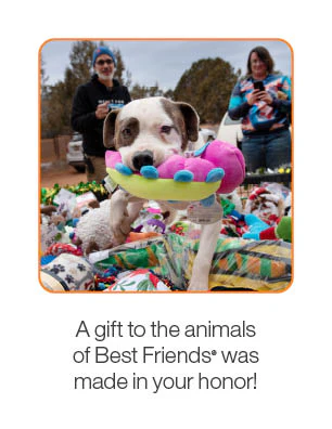 Dog Enrichment Toys - Image 3