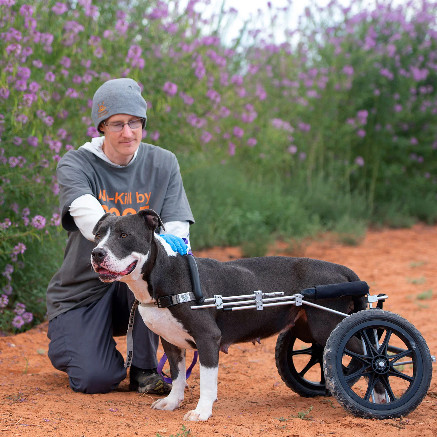 Donate to the Animals - Image 3
