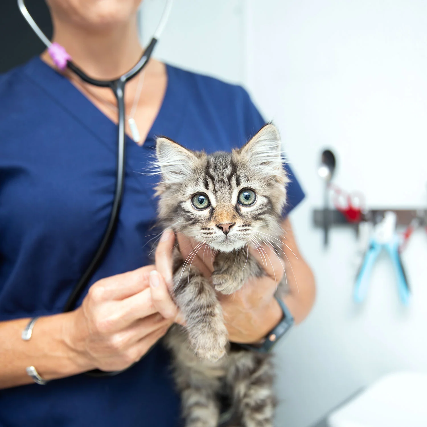 Donate to the Animals - Image 4