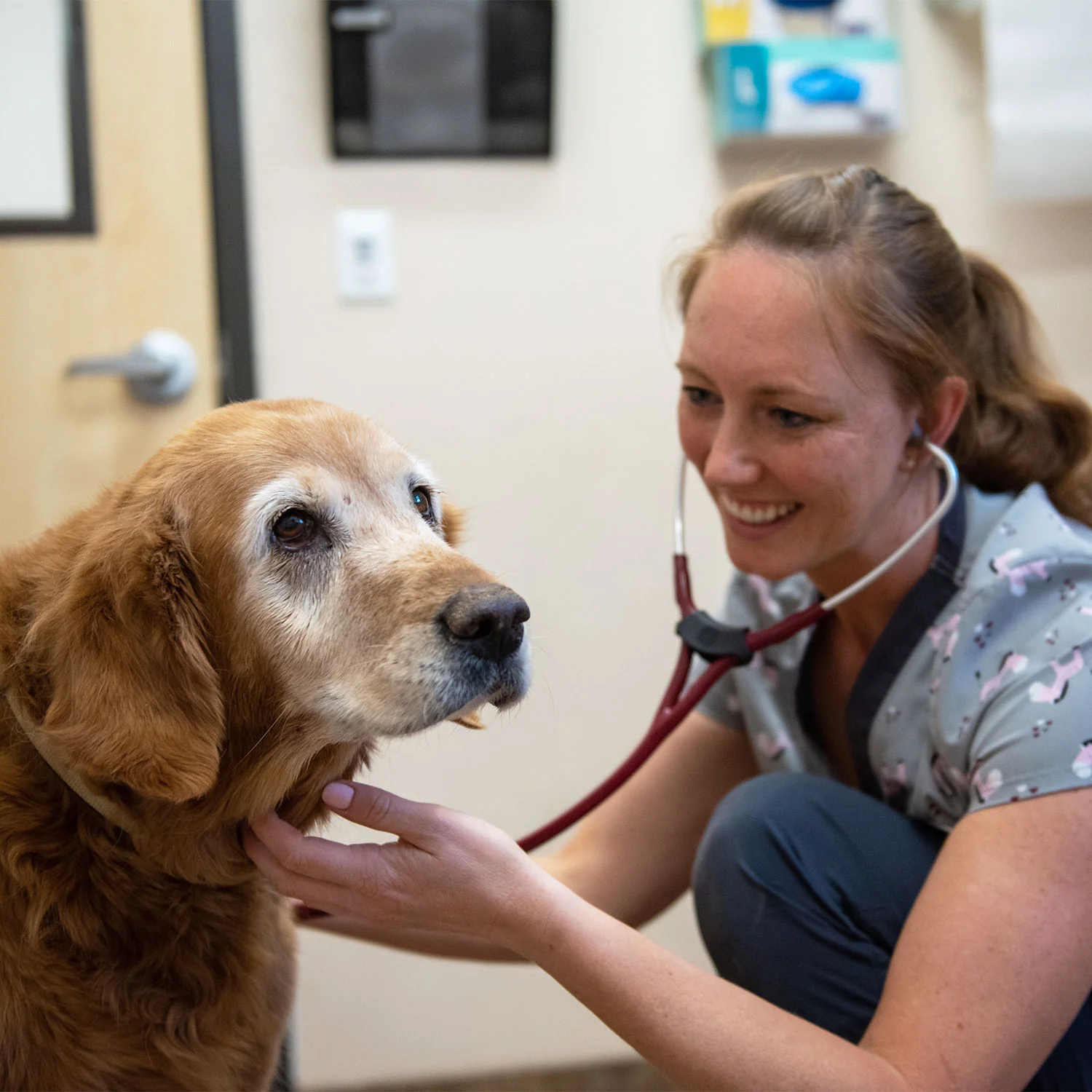 Donate to the Animals - Image 6