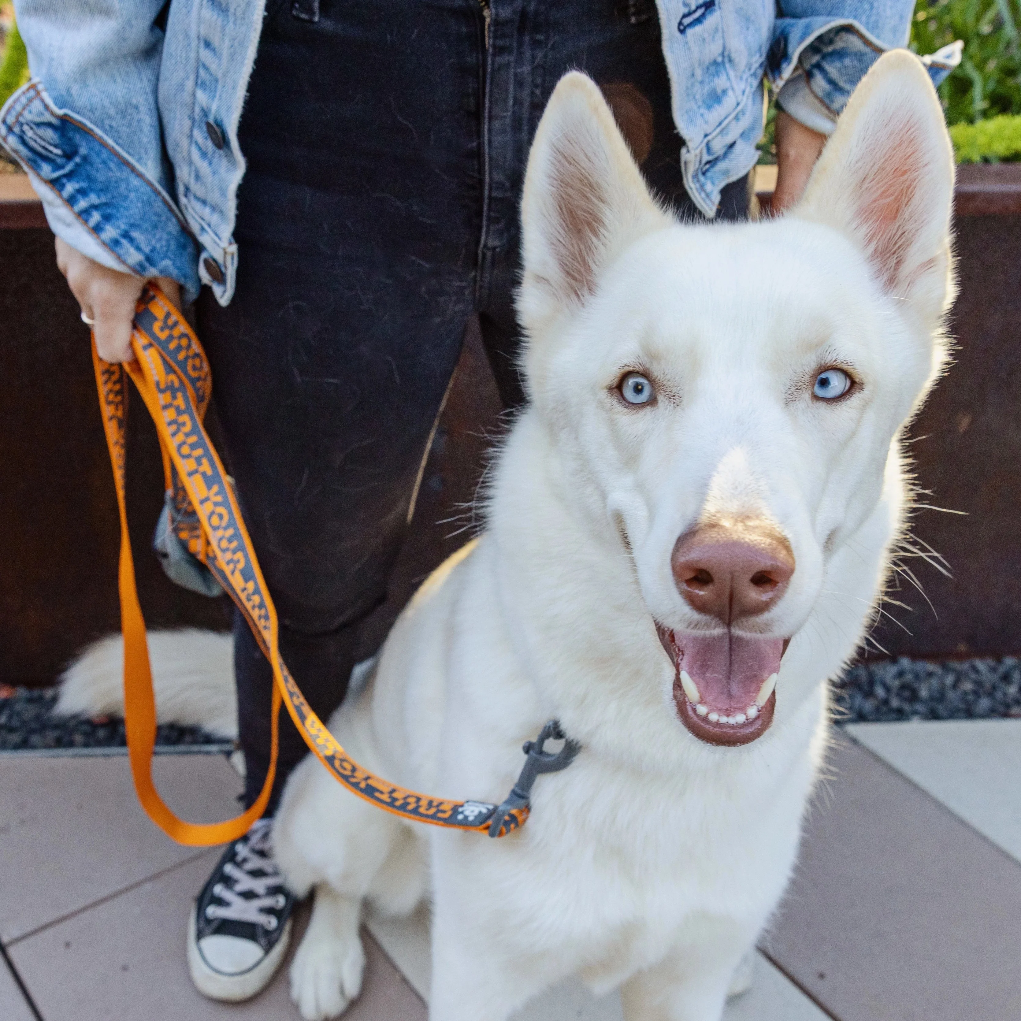 6 ft Dual Handle Comfort Leash - Image 5