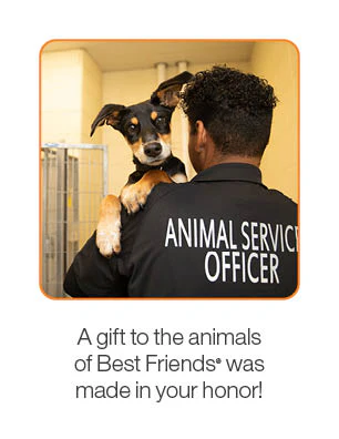 Helping A Shelter Achieve No-Kill Package - Image 3