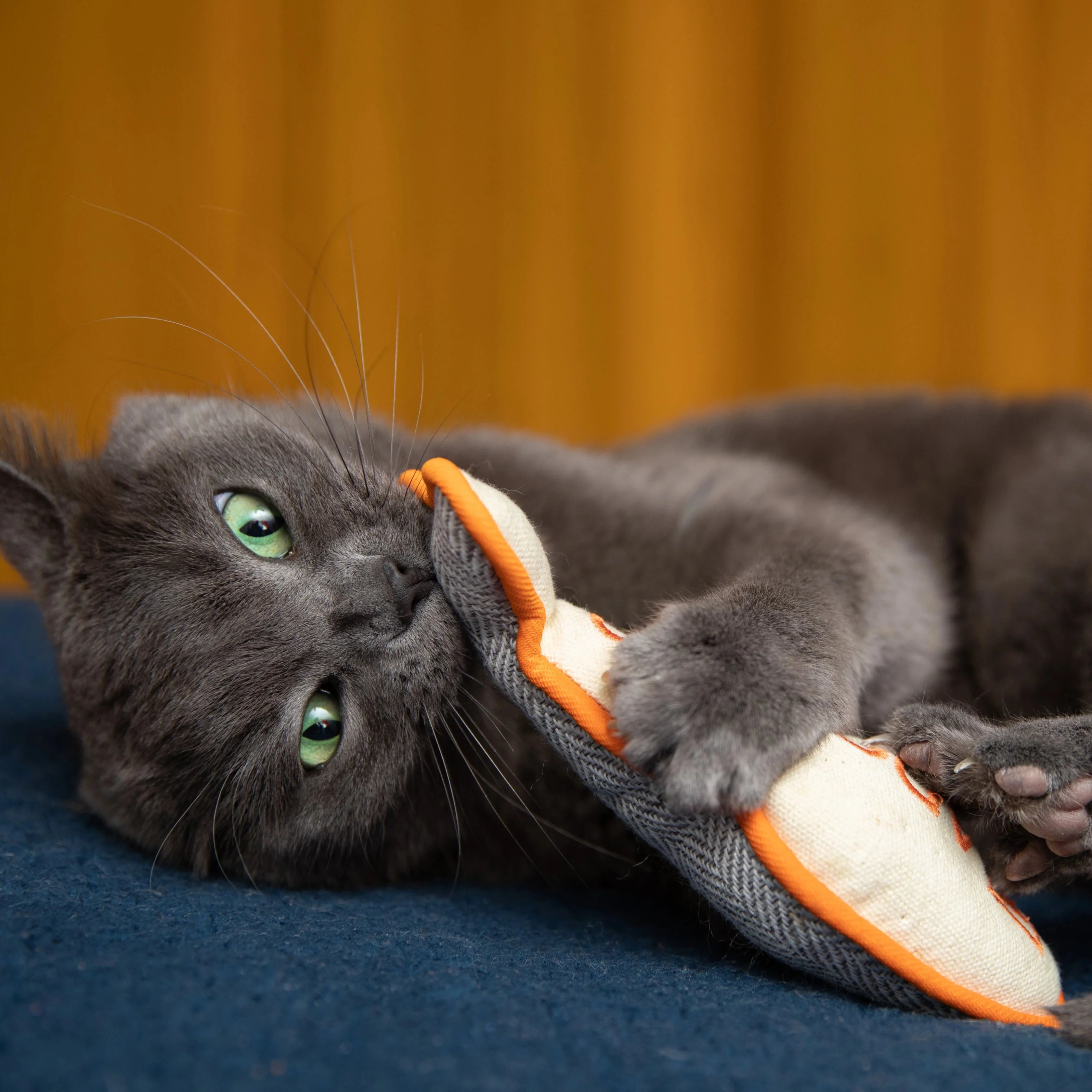 I'm Adopted Cat Toy - Image 4