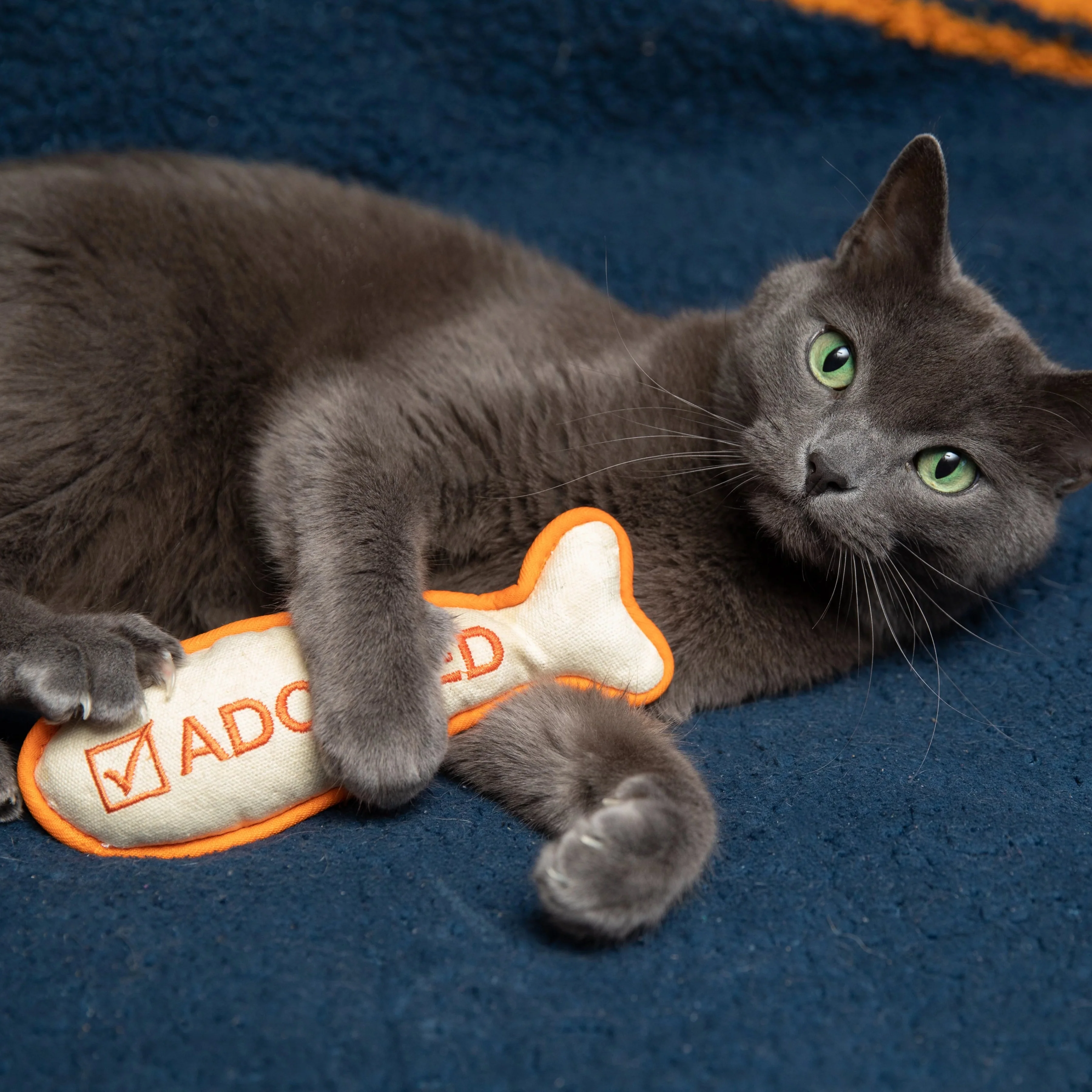 I'm Adopted Cat Toy - Image 5