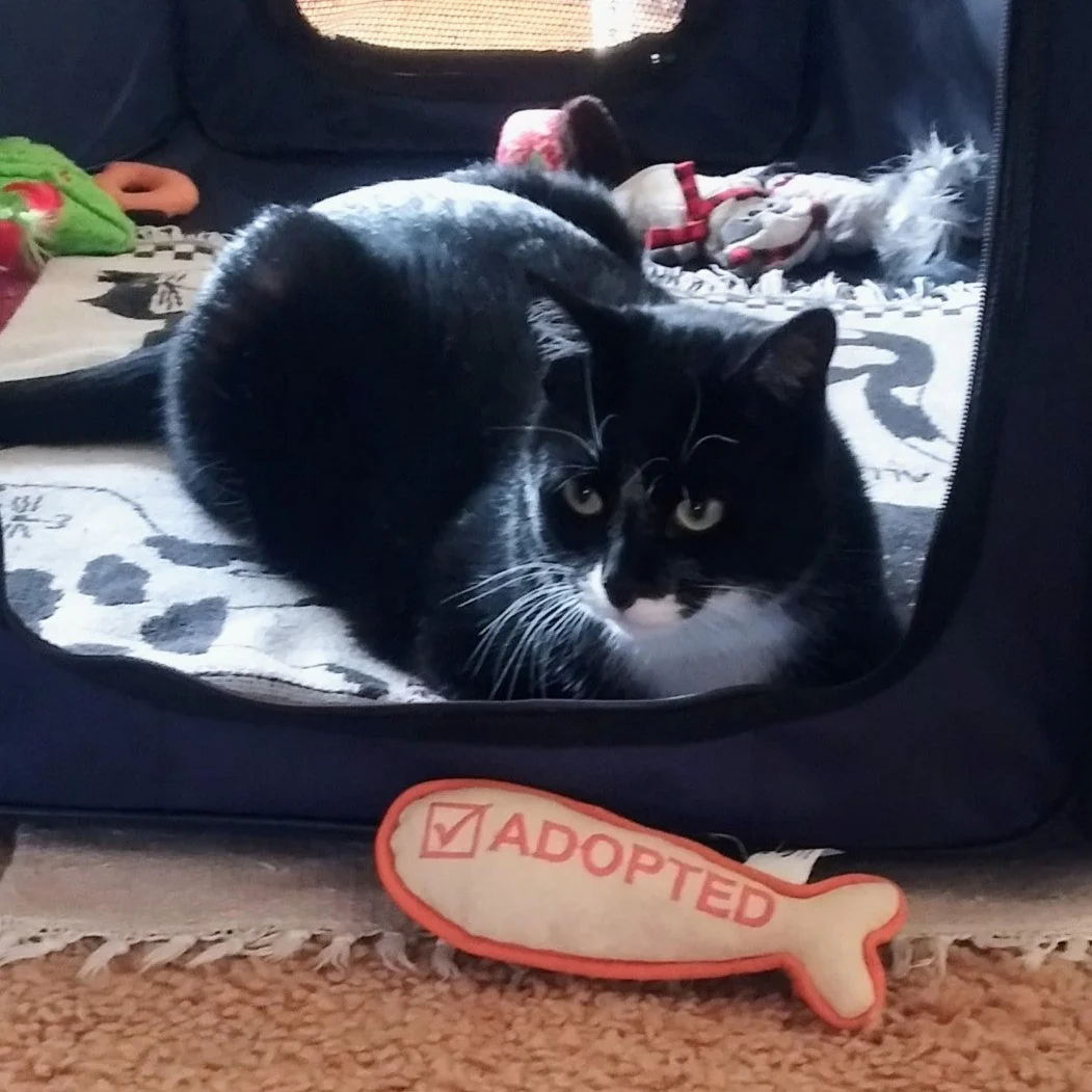 I'm Adopted Cat Toy - Image 6