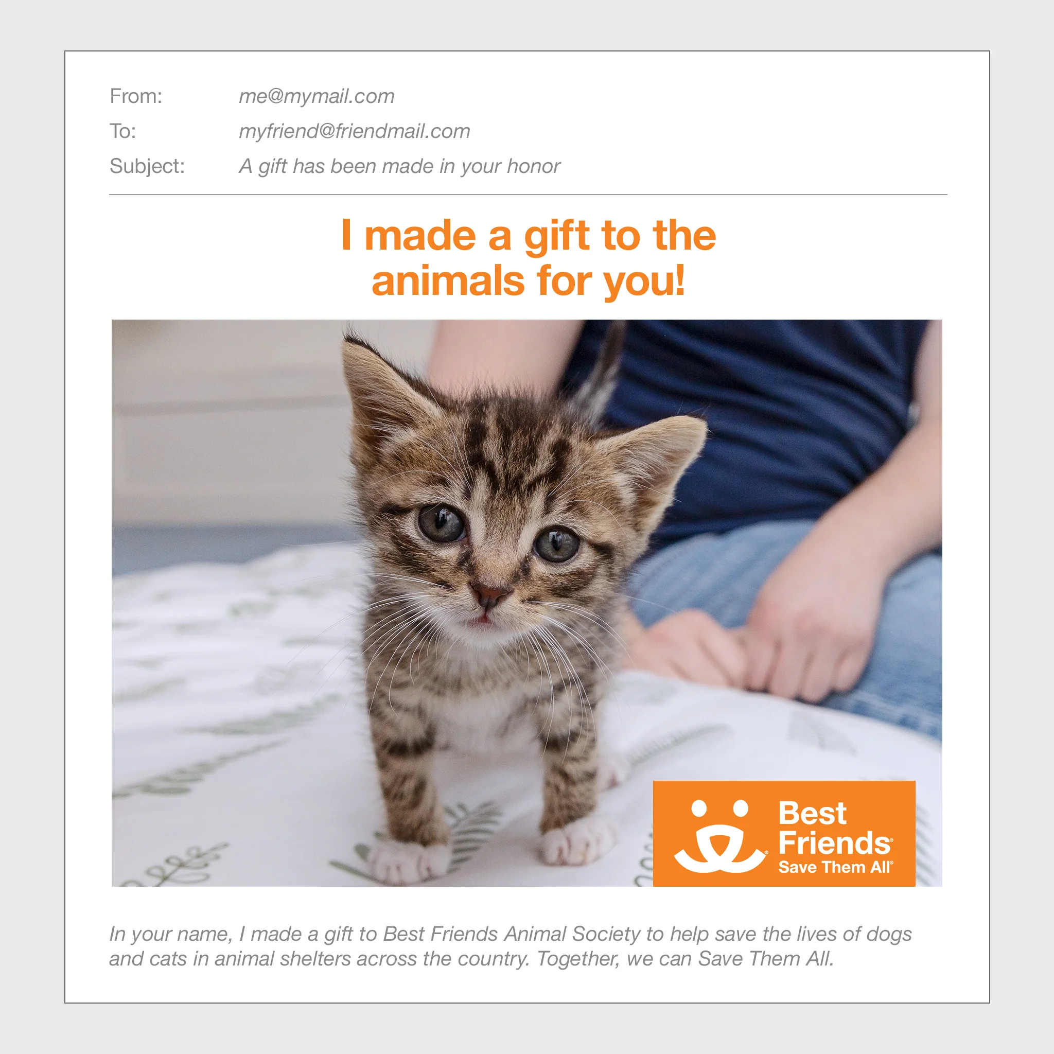 Kitten Care Package - Image 2
