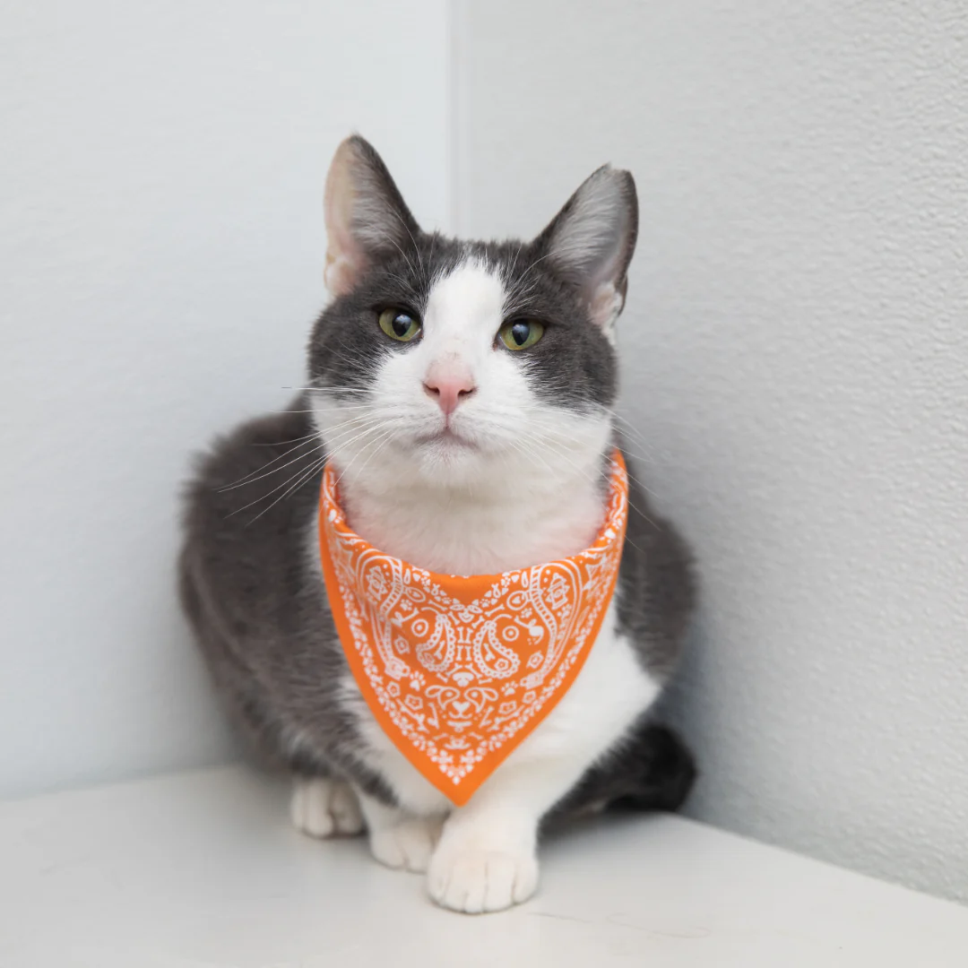 Paisley Pet Bandana - Image 7