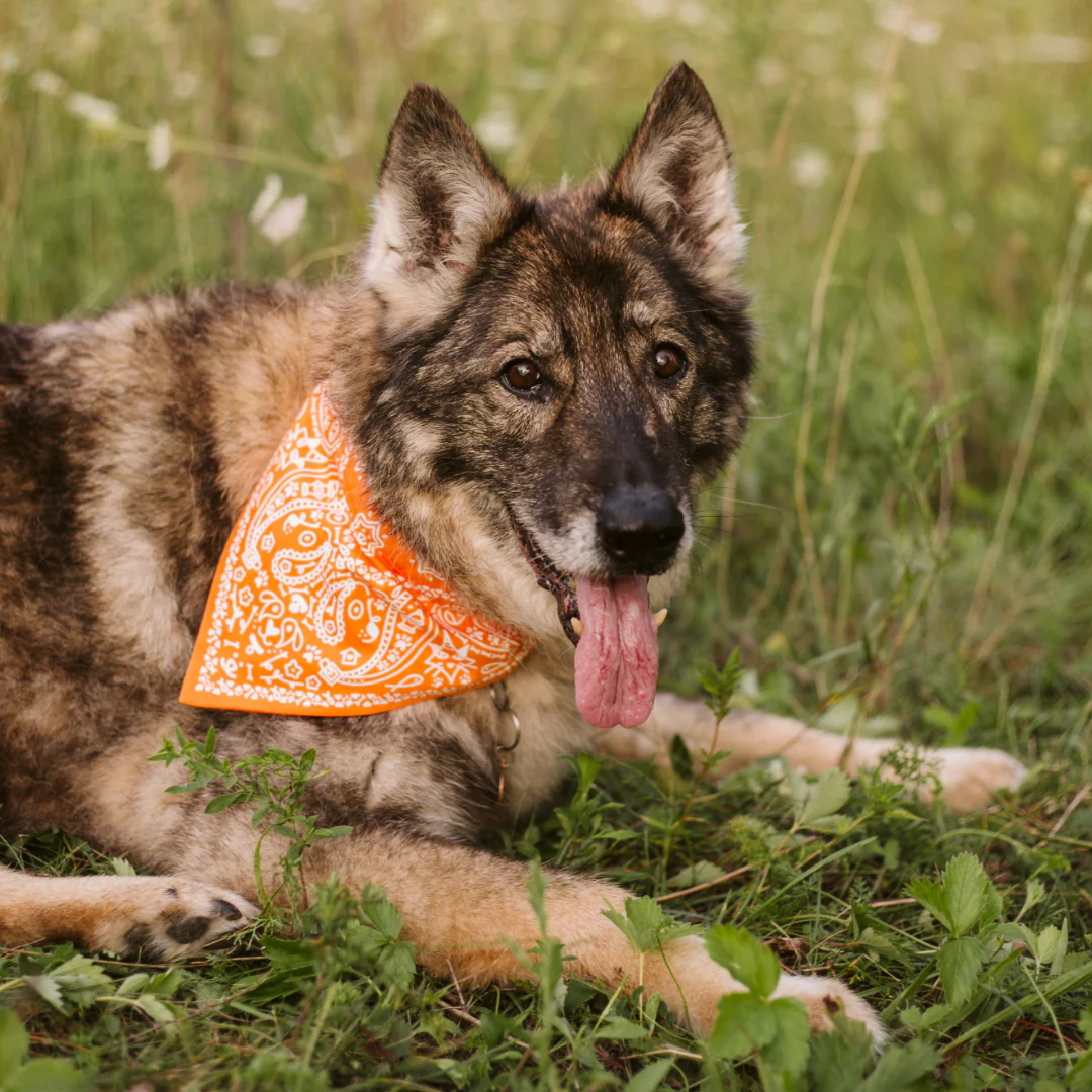 Paisley Pet Bandana - Image 9