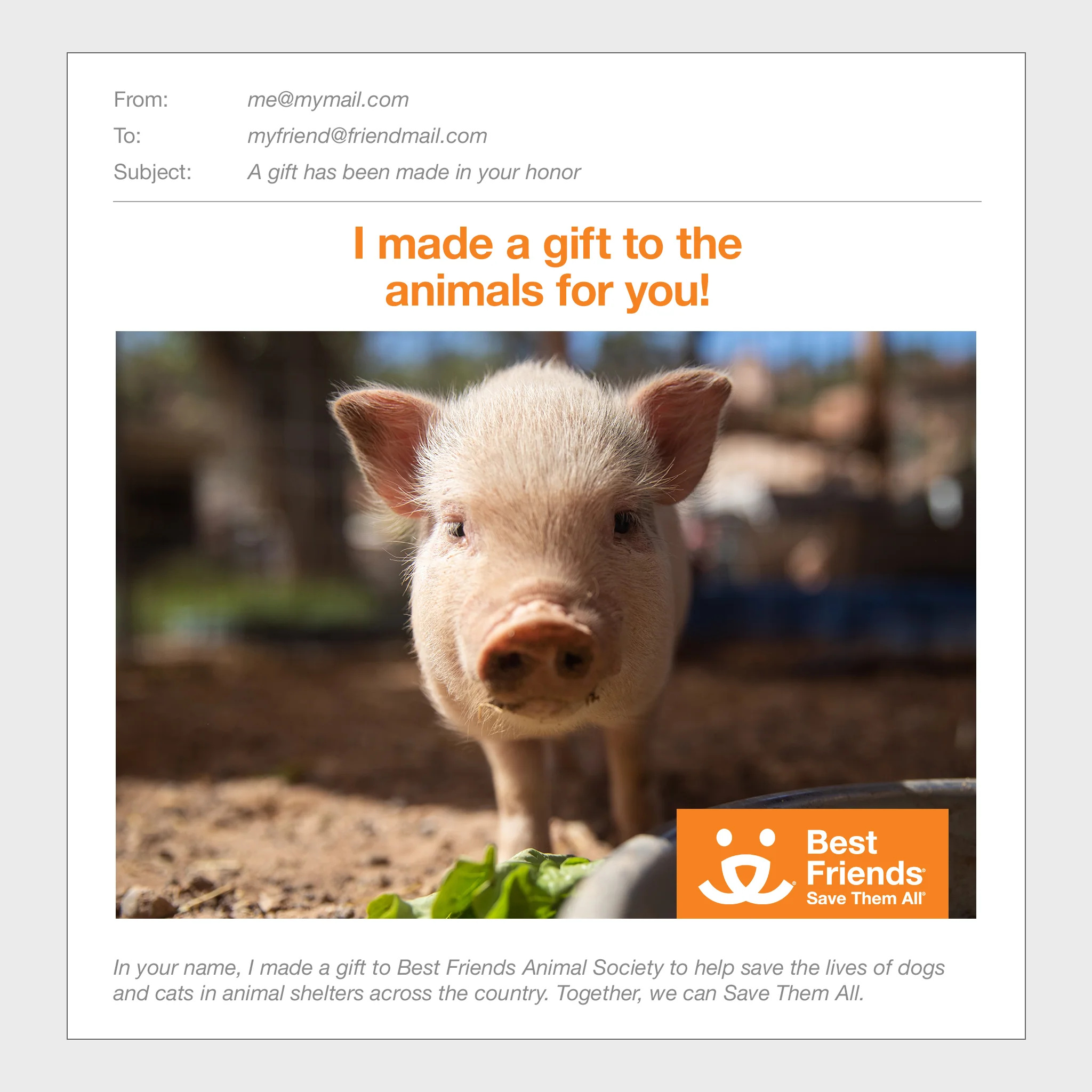 Pig Care Package - Image 2