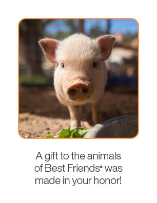 Pig Care Package - Image 3