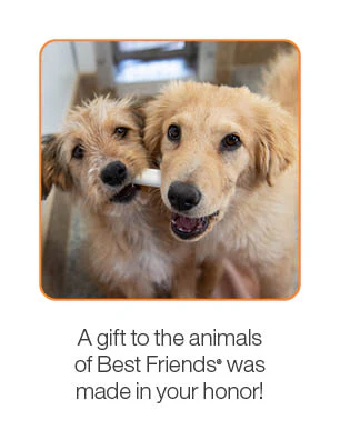 Puppy Care Package - Image 3