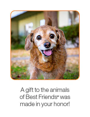 Senior Pet Care Package - Image 3