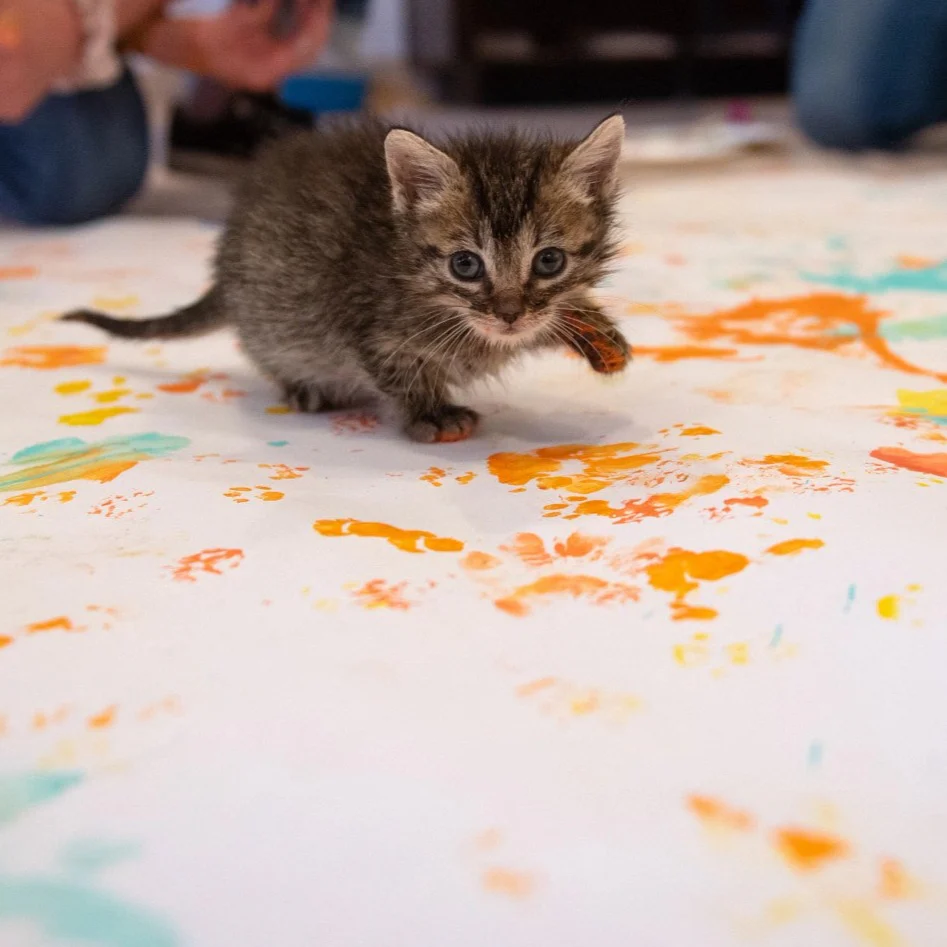 Animal Art Crew Socks - Image 11
