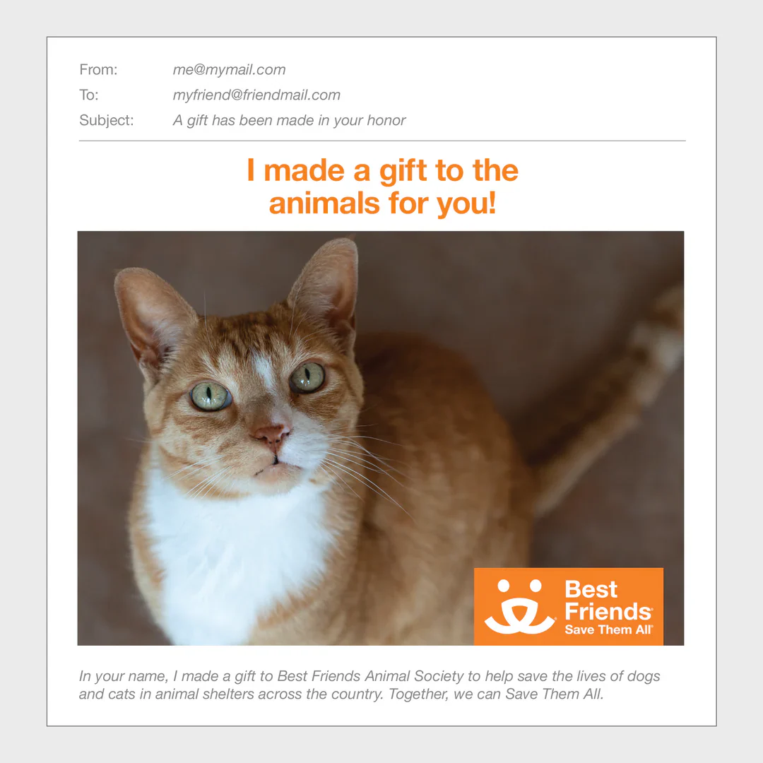 Sponsor Koda - Image 3