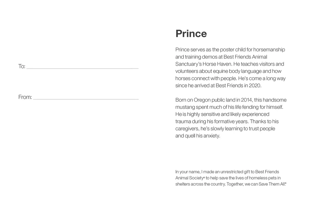 Sponsor Prince - Image 5