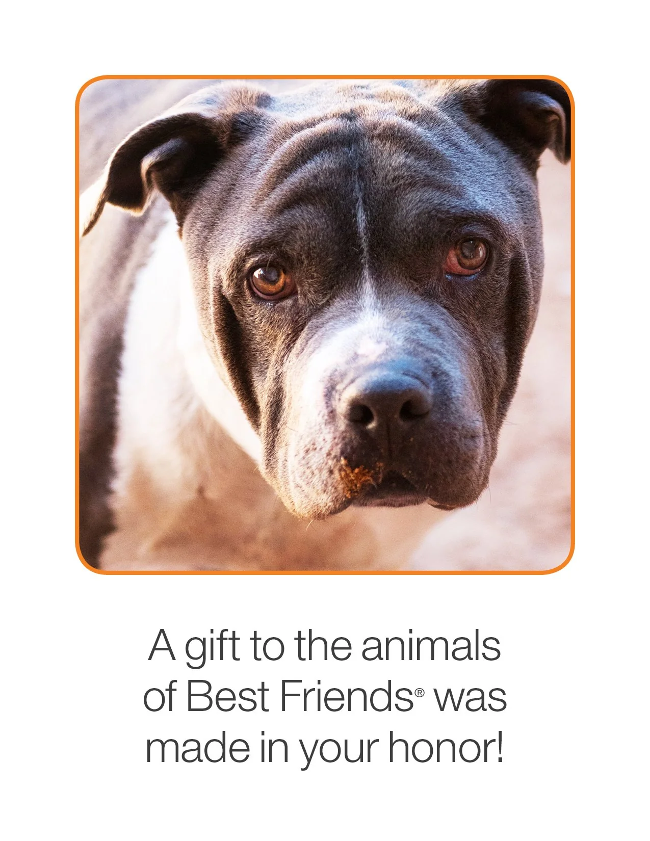 (ARCHIVED) Sponsor Pudge - Image 4