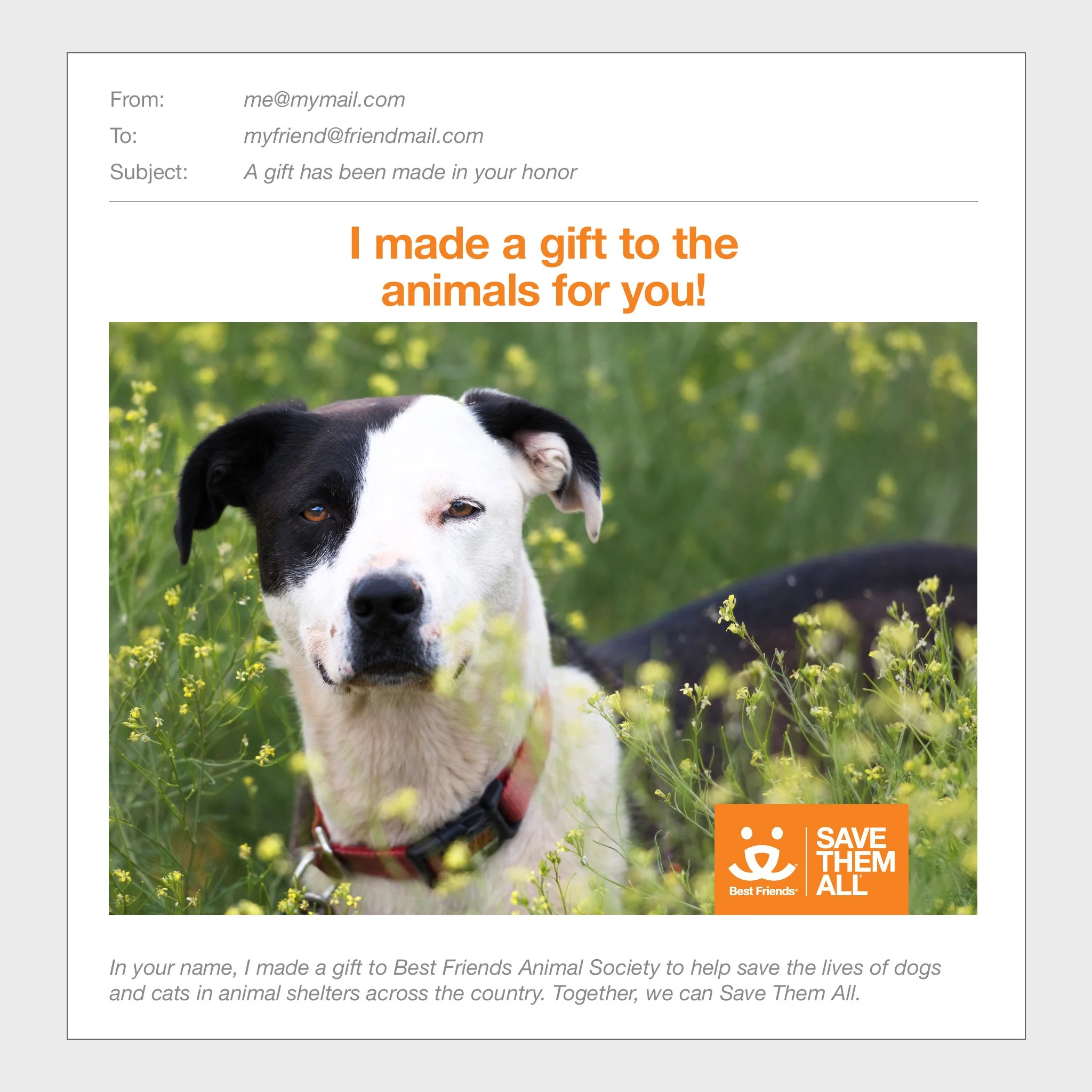 (ARCHIVED) Sponsor Safira - Image 3