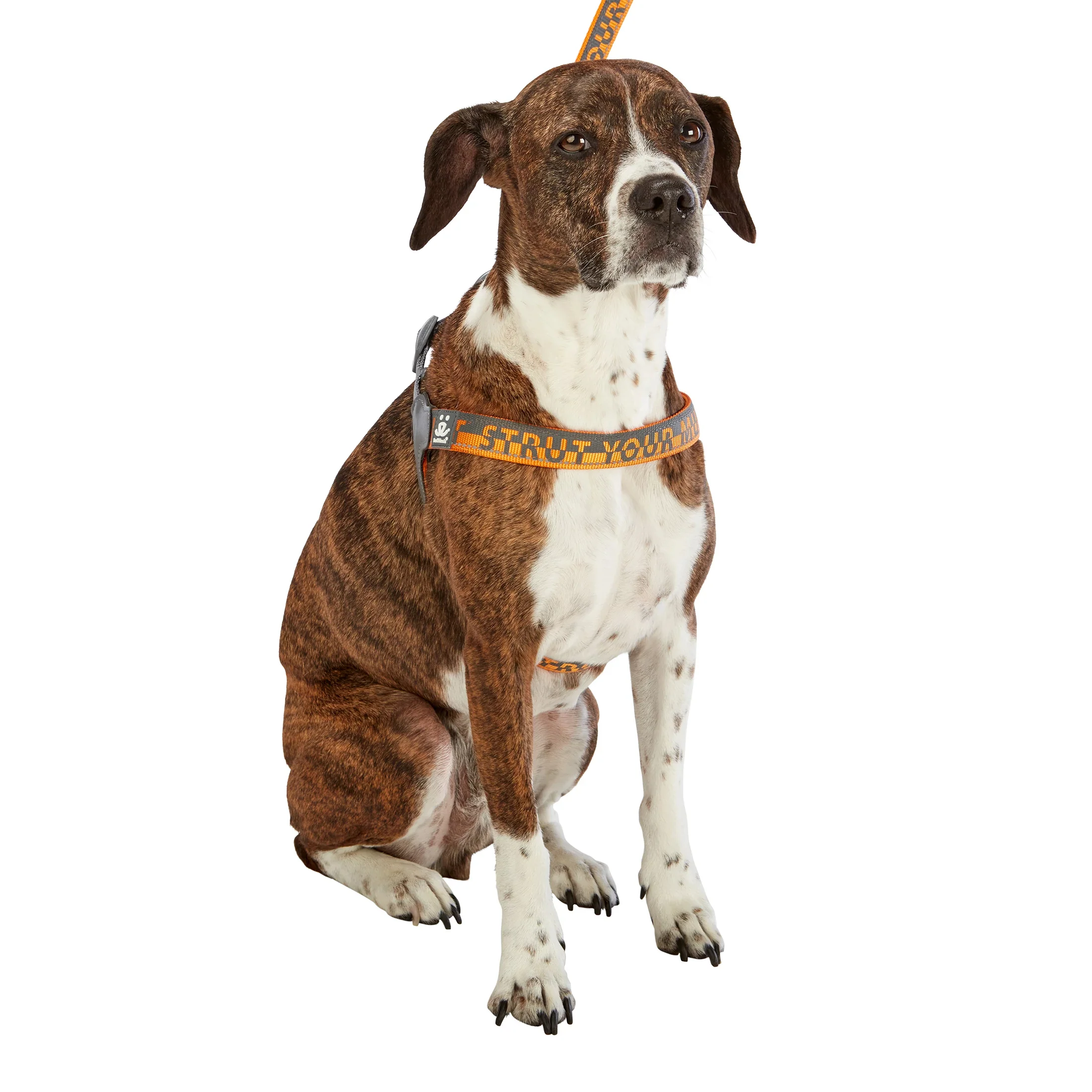 Comfort Harness - Image 15