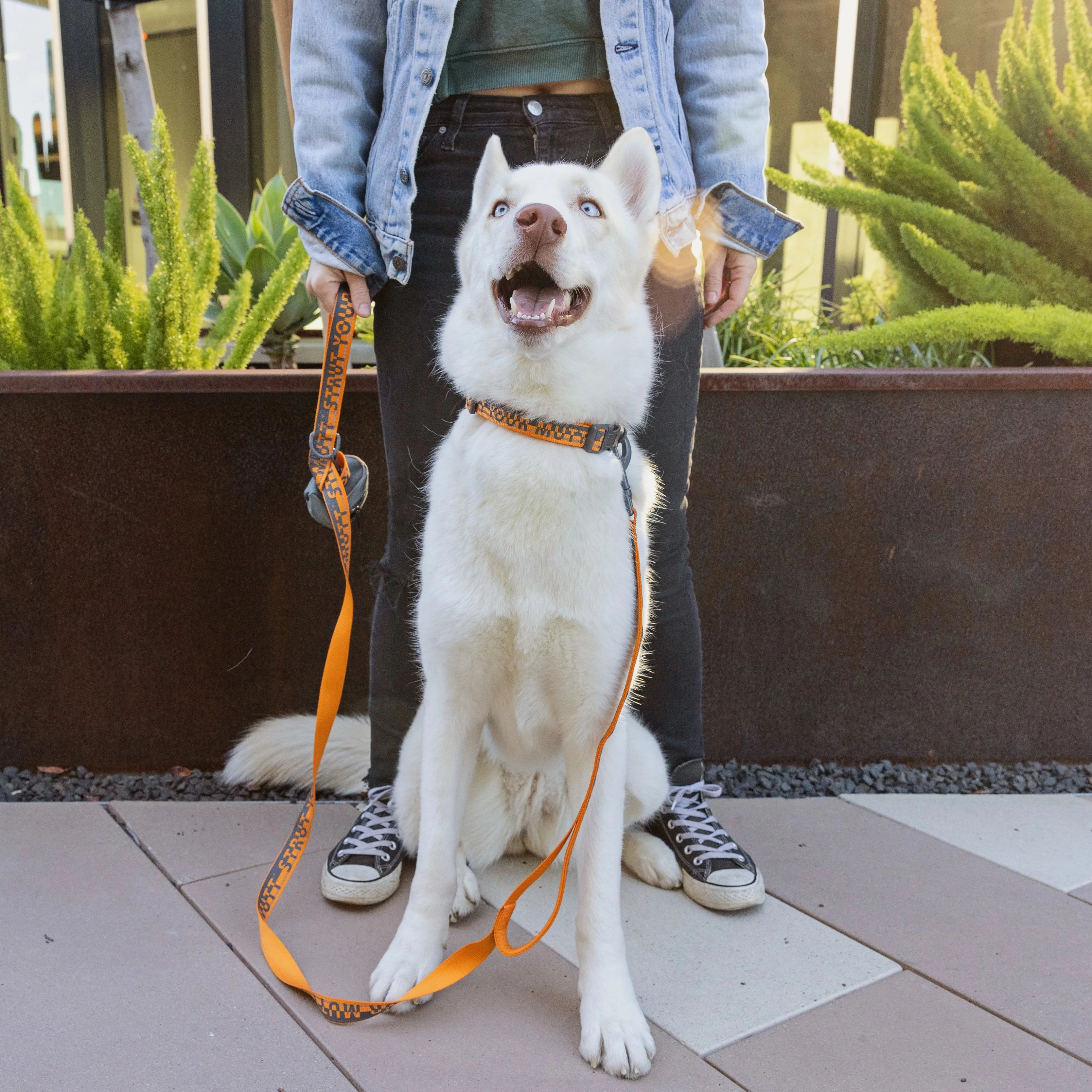 Comfort Dog Collar - Image 5