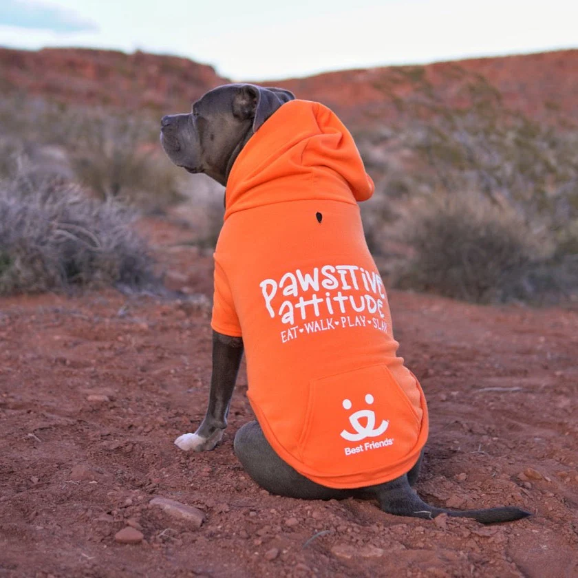 Pawsitive Attitude Dog Hoodie - Image 20