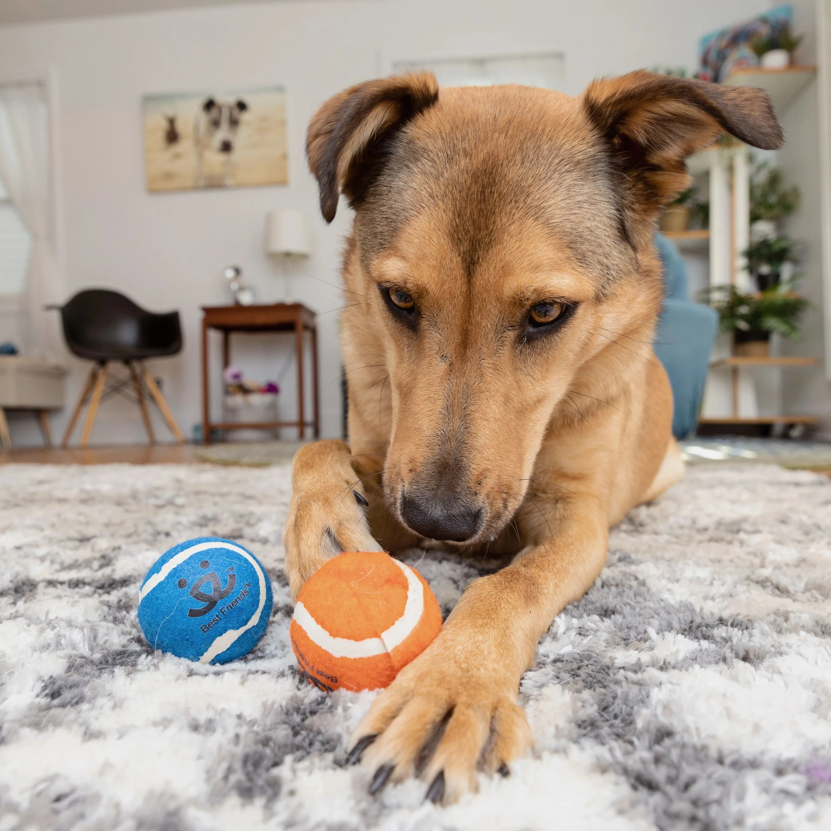 Tennis Ball 3 pack - Image 4