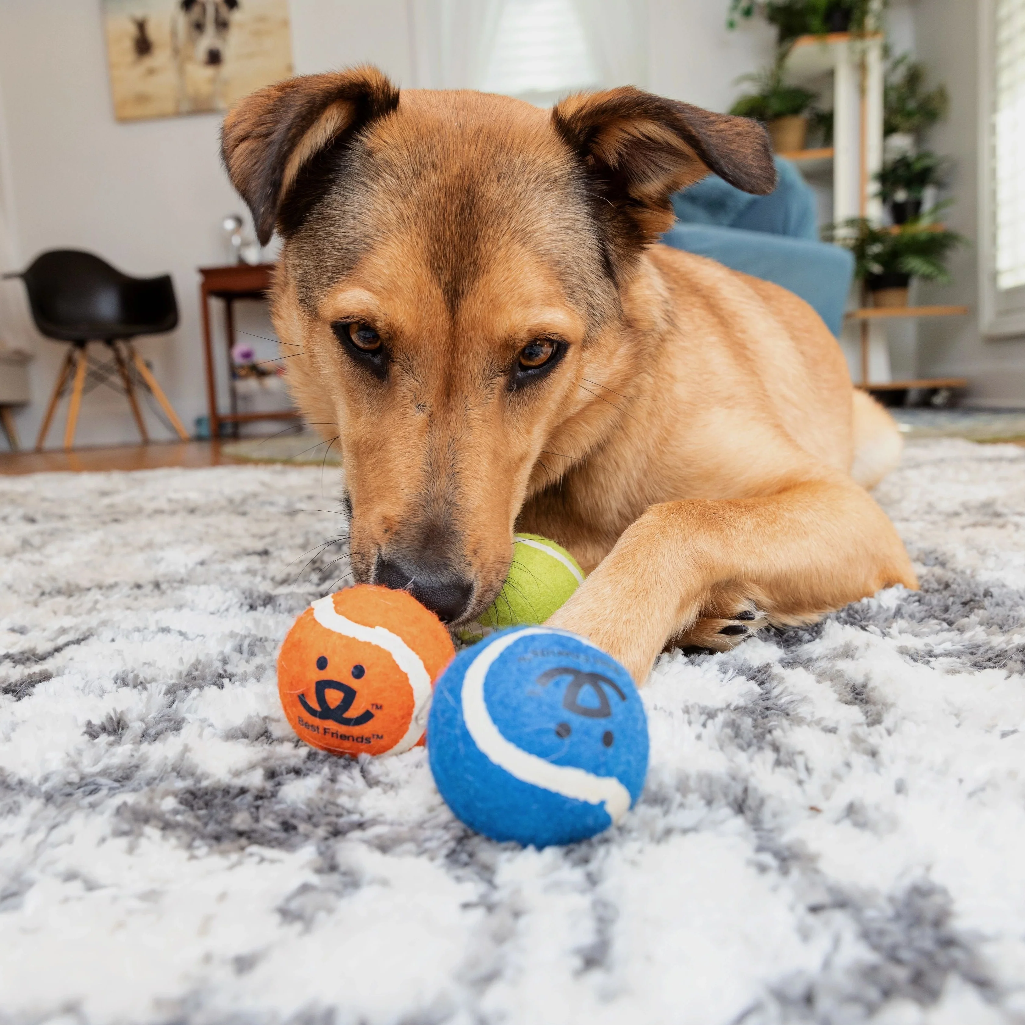 Tennis Ball 3 pack - Image 6
