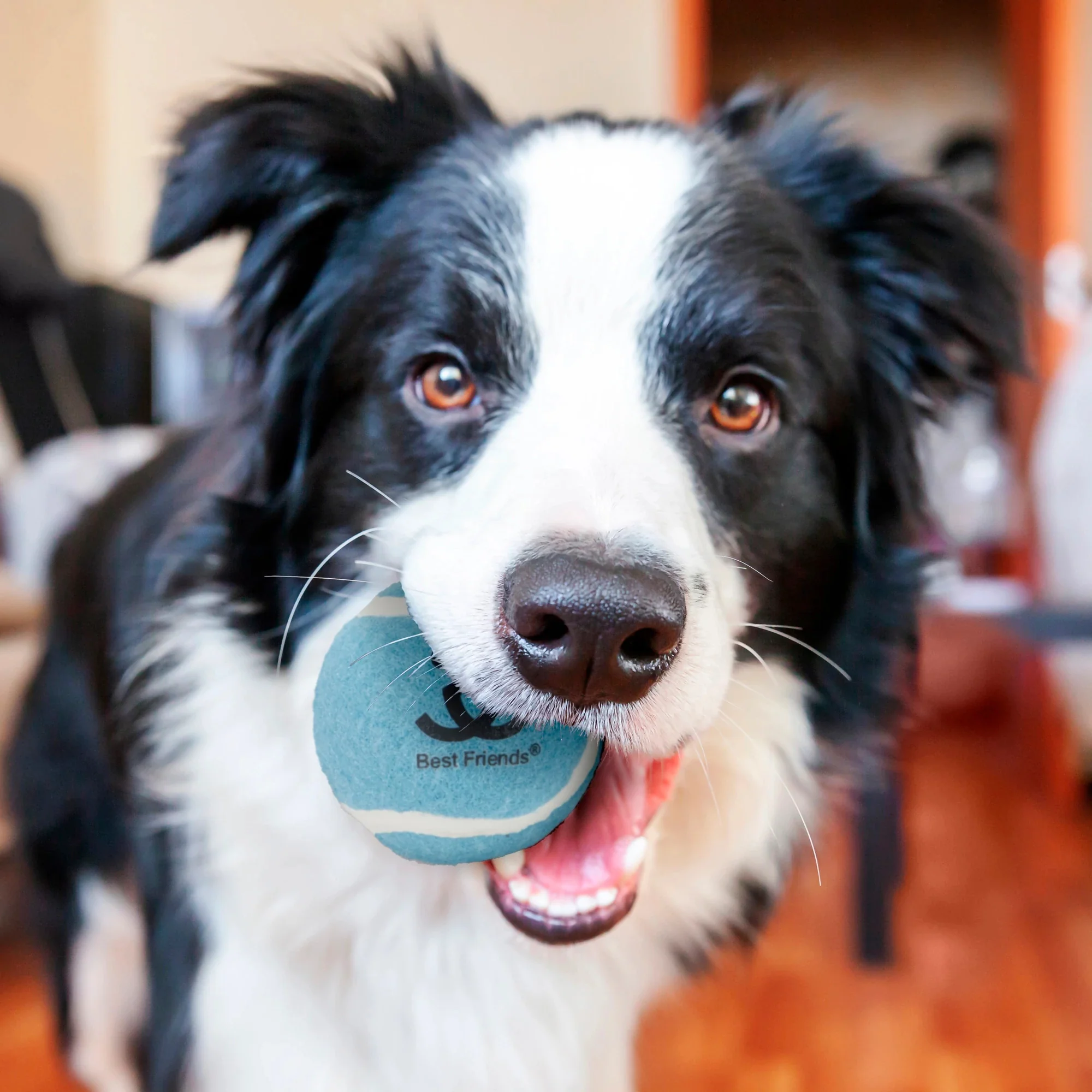 Tennis Ball 3 pack - Image 7
