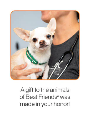 Wellness Bundle - Image 3